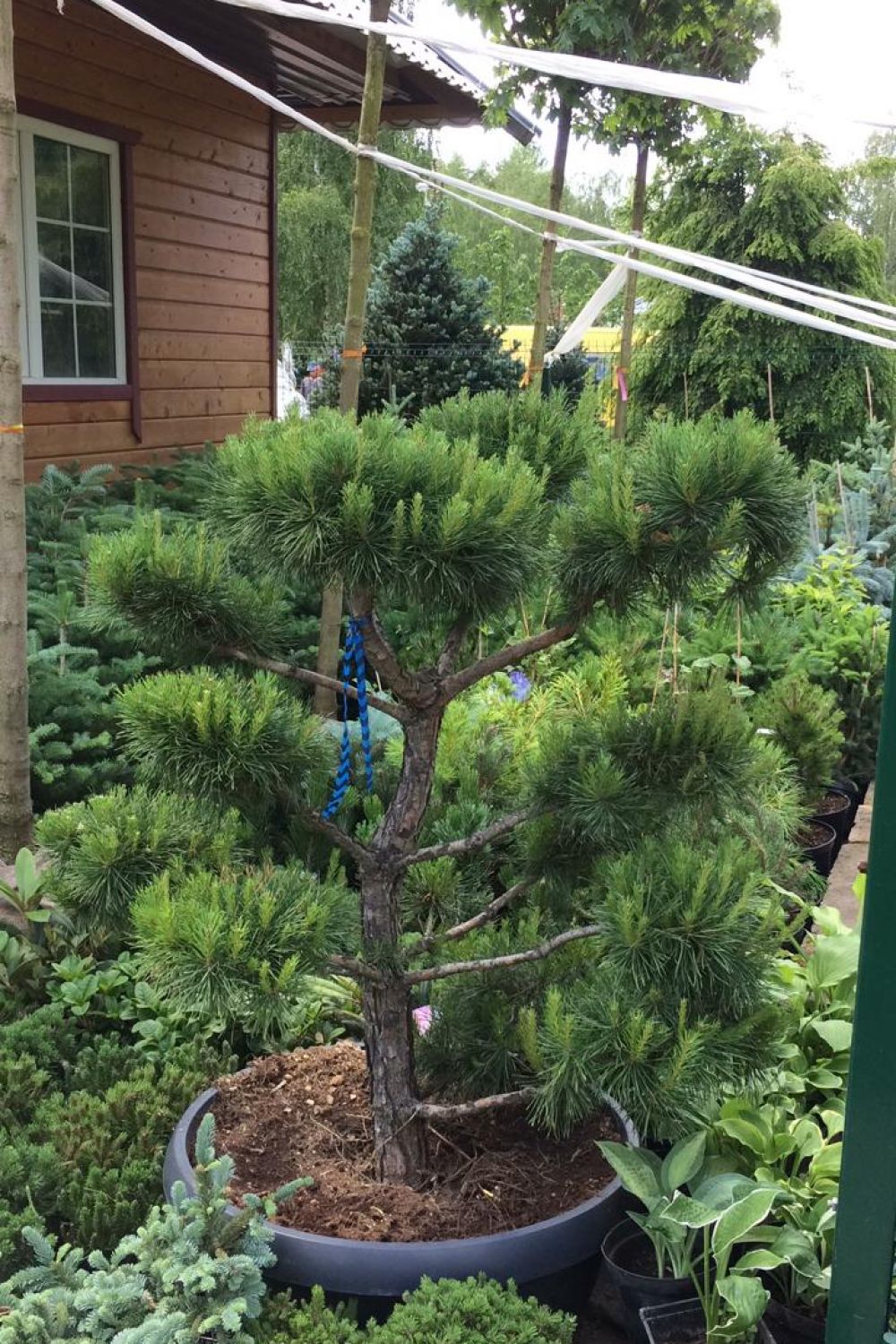 Сосна Бонсай (Bonsai) по доступной цене в Рязани - Купить с доставкой в  питомнике Растения24